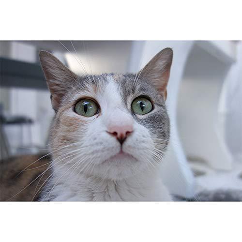 お買い得！ ソニー デジタルカメラ DSC-RX100 1.0型センサー F1.8レンズ搭載 ブラック Cyber-shot DSC-RX100 【HOV1211953500】(43390円)