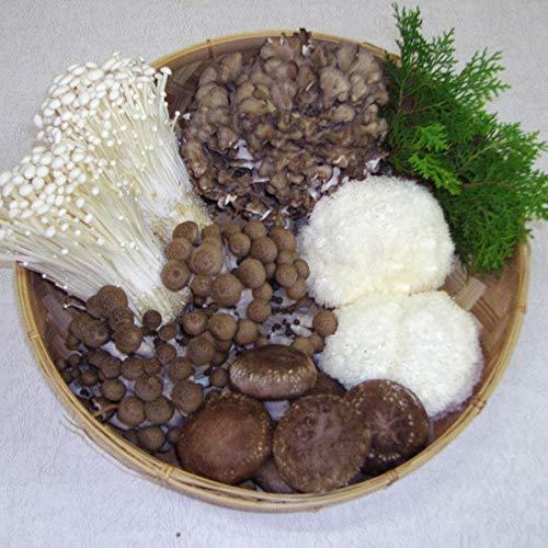 高級きのこ5種詰合せ 舞茸 ぶなしめじ えのきたけ 山伏茸 椎茸 Hotelportemaillot Fr