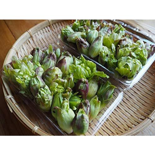 常温発送 特別価格 ふきのとう 蕗の薹 400g 天然山菜 飛騨高山産 岐阜県高山市 A B085lmd8v5 Mtm Co 通販 Yahoo ショッピング