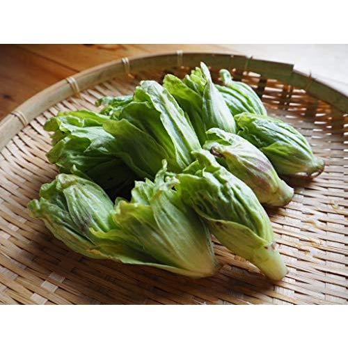 常温発送 特別価格 ふきのとう 蕗の薹 400g 天然山菜 飛騨高山産 岐阜県高山市 A B085lmd8v5 Mtm Co 通販 Yahoo ショッピング