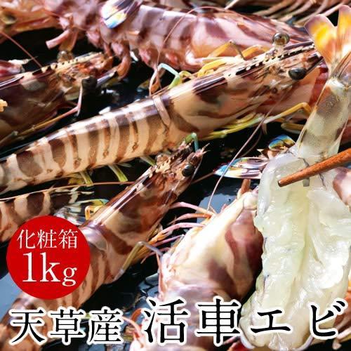 最適な価格 車海老 生 車えび 活き1kg 30 44尾 熊本県天草産 維和島 生簀直送 刺身 ピチピチ新鮮 活き クルマエビ 人気が高い Tulsidigital In