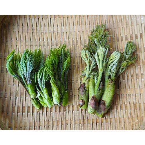 こしあぶら たらの芽 毎日がバーゲンセール 食べ比べセット 300g 天然山菜 山菜セット 飛騨高山産