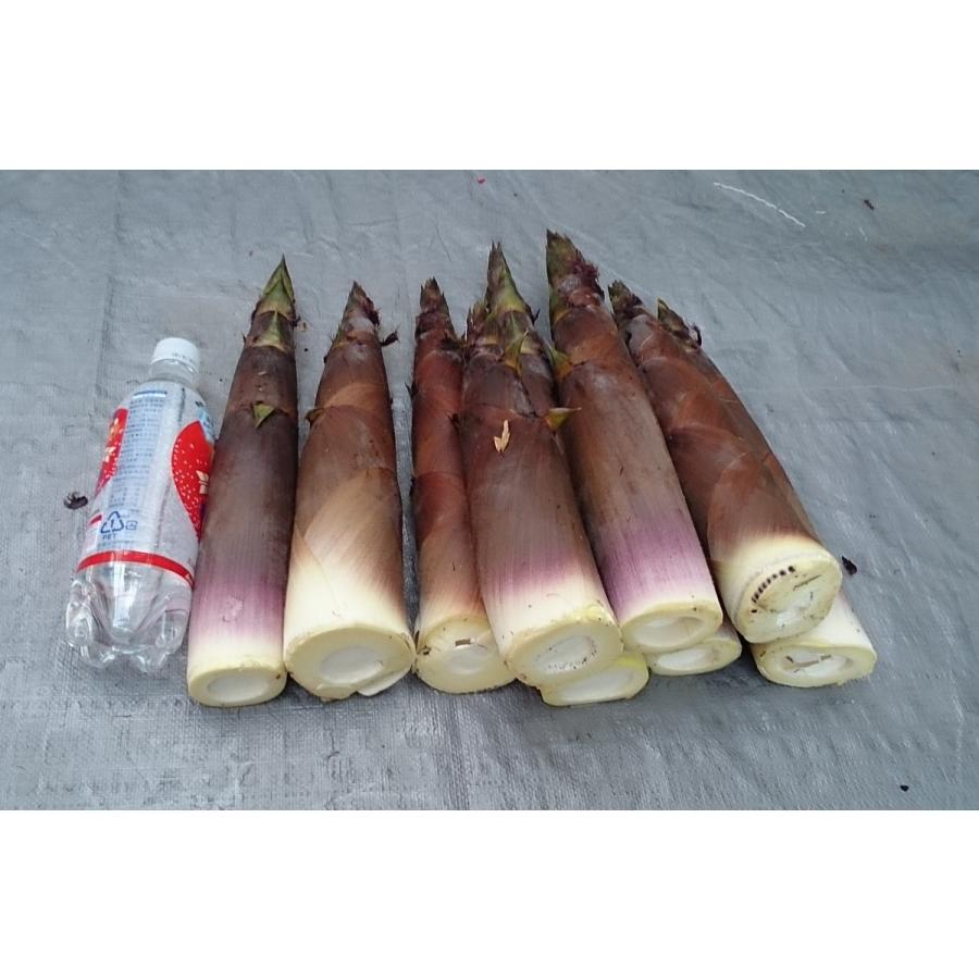 たけのこ ハチク 淡竹 4kg以上 クール便 超歓迎