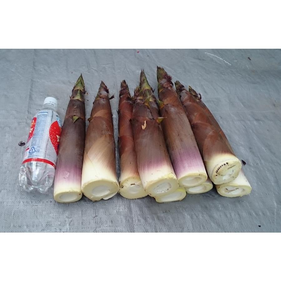 タケノコの中では一番うまいアクのないタケノコ ギガランキングｊｐ