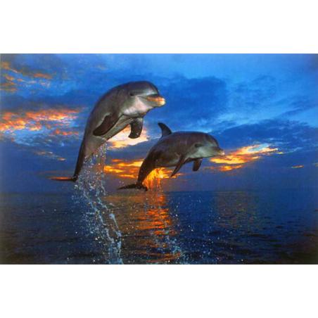 二匹のイルカの戦い ポスター【WG-3733】 : ムー大陸 - 通販 - Yahoo