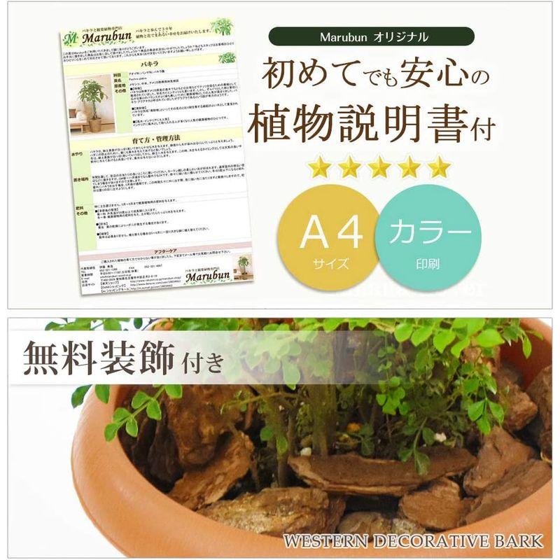 ユーカリ・グニー 中型8号 鉢植え 鉢カバー付き (鉢カバーB（マーブル）) グニー 中型8号 鉢植え 鉢カバー付き 鉢カバーB マーブル 　