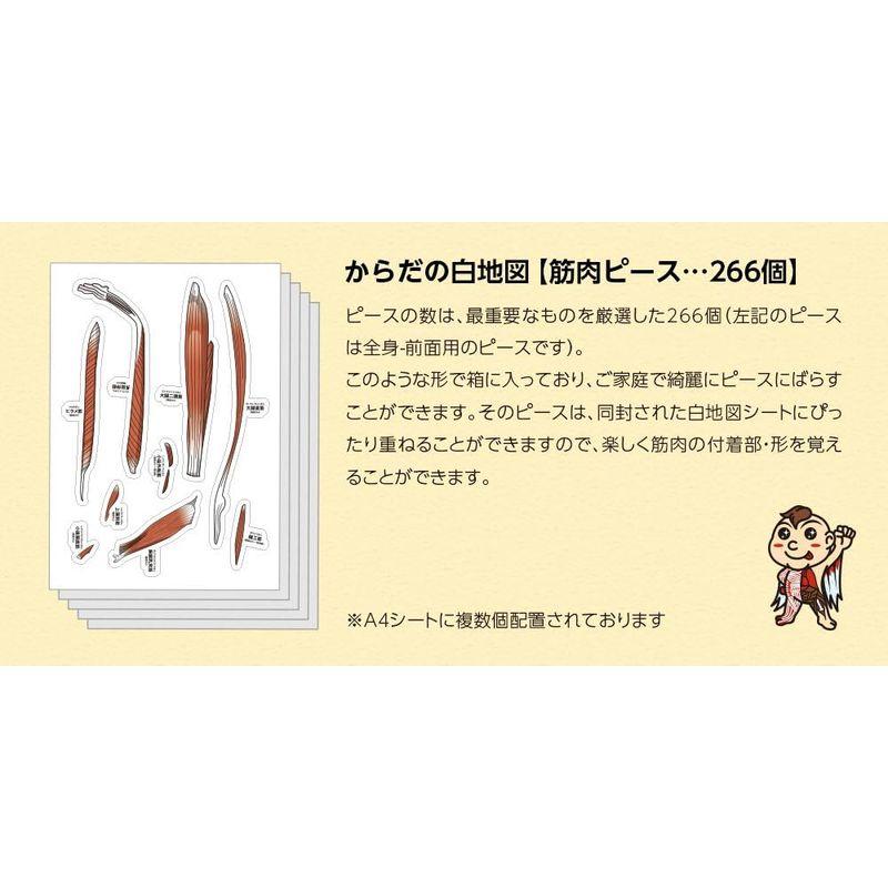 筋肉をイメージでおぼえられ効率的に勉強できる からだの白地図筋肉編 からだの白地図筋肉編 　