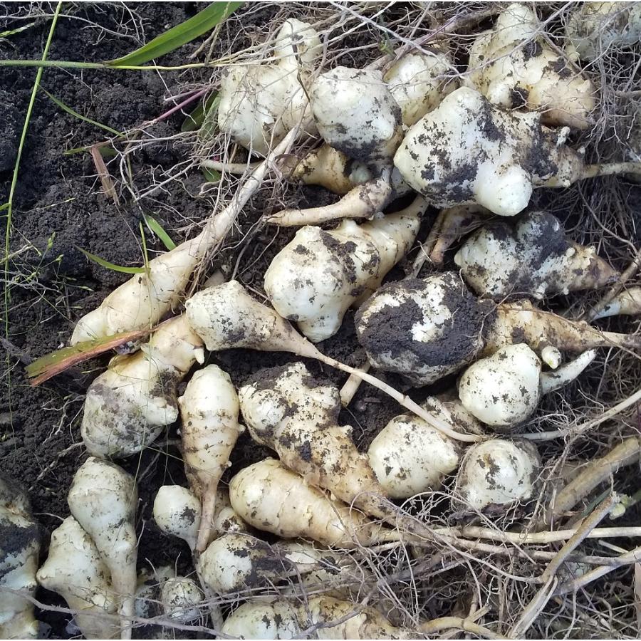 京都産】ヤーコン芋 種芋 : 農事組合法人むぎわらぼうし - 通販 京都産】ヤーコン芋 種芋 : 農事組合法人むぎわらぼうし - 通販