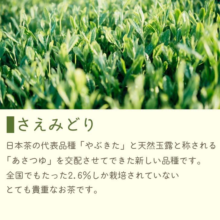 かぶせ茶 深蒸煎茶 ティーバッグ 2g×20P さえみどり メール便 六車農園 ティーパック 深蒸し煎茶 日本茶 茶葉 お茶 緑茶 せんちゃ お茶パック | 六車農園 | 03