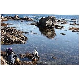 三浦半島産はば海苔 3枚入 令和7年産新物 : 向井製茶ヤフー店 三浦半島産はば海苔 3枚入 令和7年産新物 : 向井製茶ヤフー店