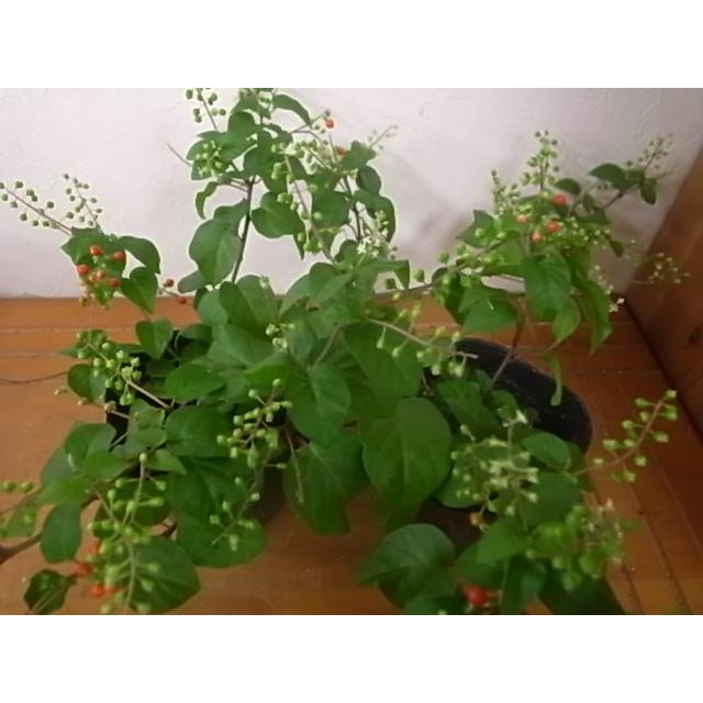 ジュズサンゴ(赤玉)   2個セット　寄せ植え  花壇｜mum56｜02