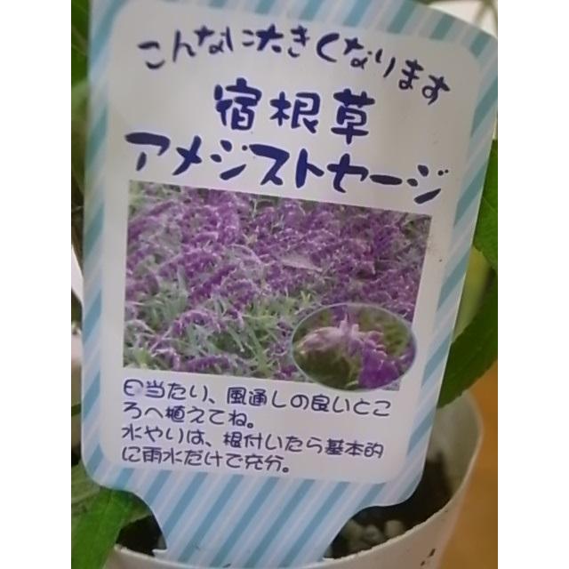 モナルダ ベルガモ アメジストセージ ３日以内に発送 イングリッシュガーデン 寄せ植え 地植え お届け日の指定は出来ません 銀行振込不可商品です Ggn 23h フラワーブティックマム 通販 Yahoo ショッピング