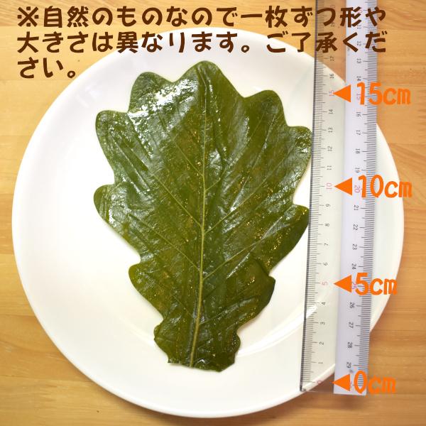 柏の葉　緑　50枚　柏葉　柏餅の葉っぱ　グリーン｜muranokonaya｜02