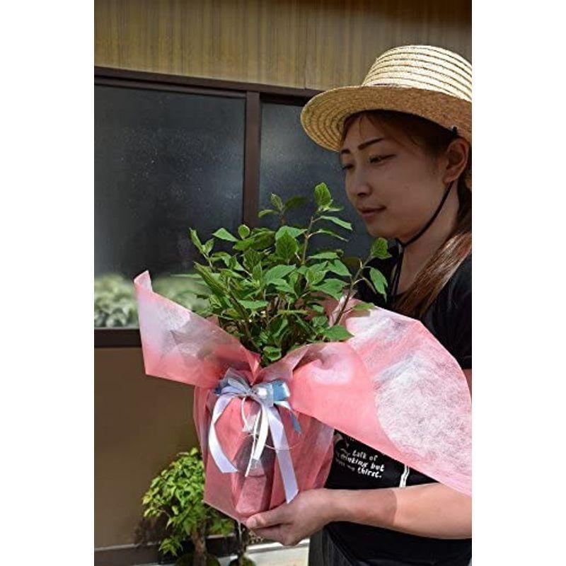 アナベルピンク苗大苗 ピンクアナベル 21春大特価セール