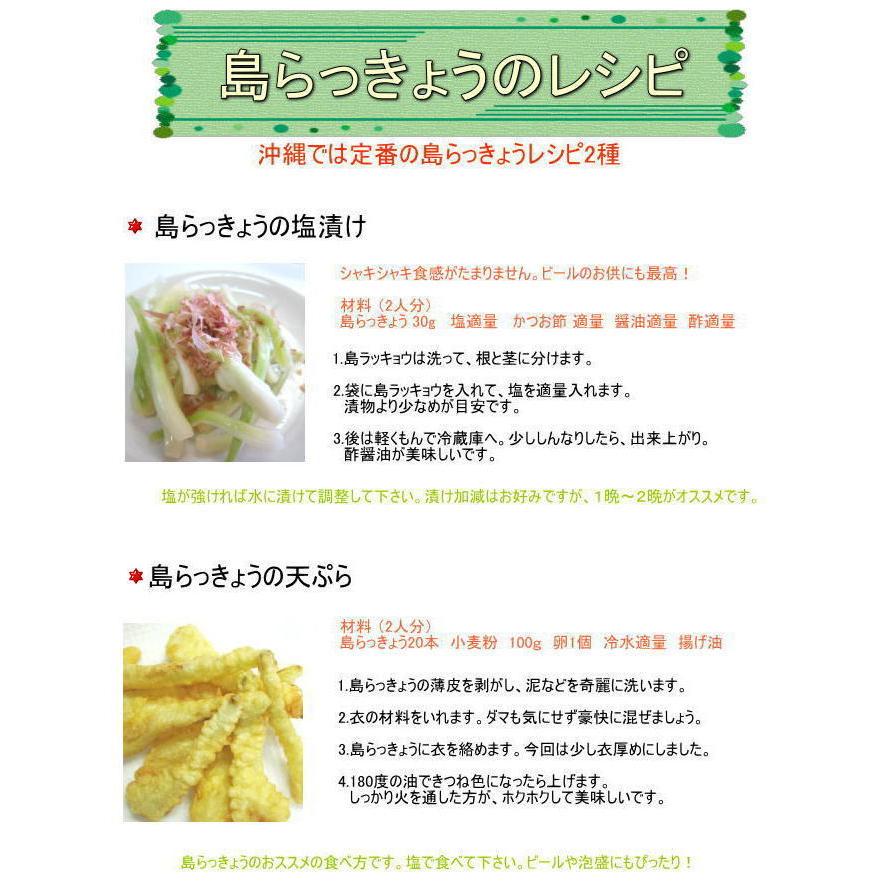 沖縄県産 島らっきょう 500g 配達日指定不可 家庭用 業務用 らっきょう