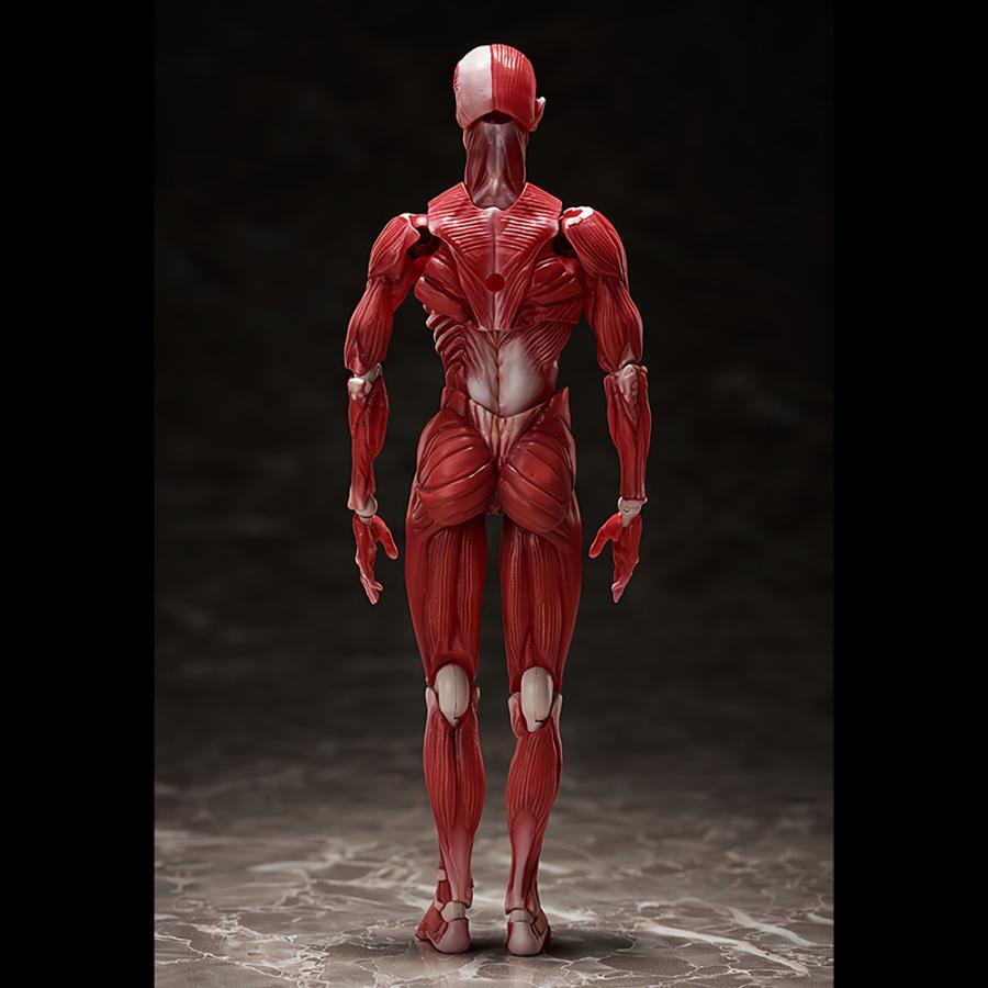 未開封 figma 人体模型 figma 人体模型 : 筋肉家 Yahoo!ショッピング店 - 通販 - Yahoo