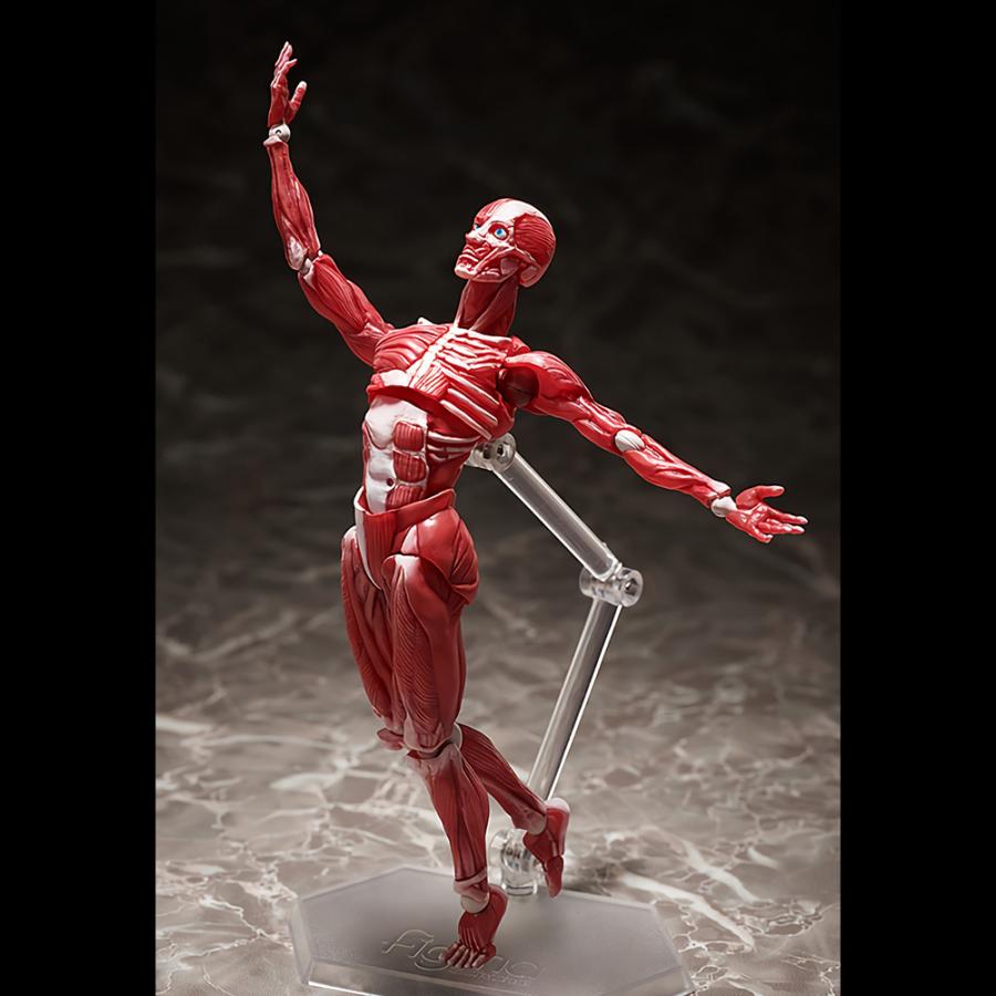 未開封 figma 人体模型 figma 人体模型 : 筋肉家 Yahoo!ショッピング店 - 通販 - Yahoo