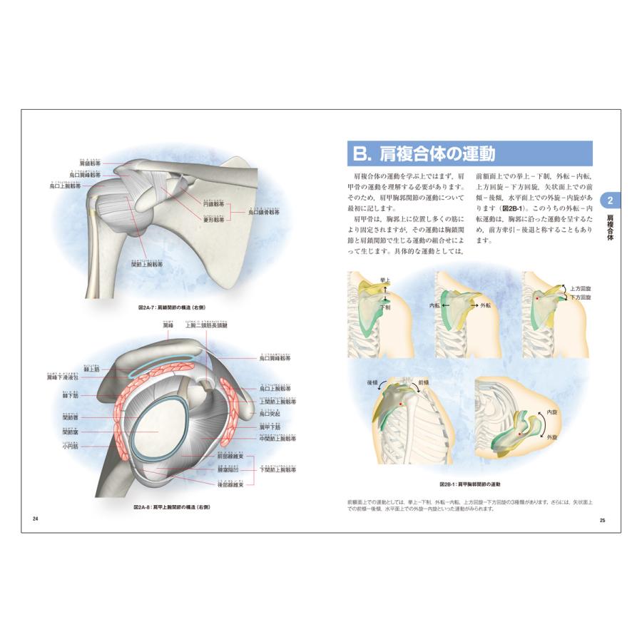 書籍「 ファンクショナルアナトミー 身体運動の機能解剖学 」 : 筋肉家