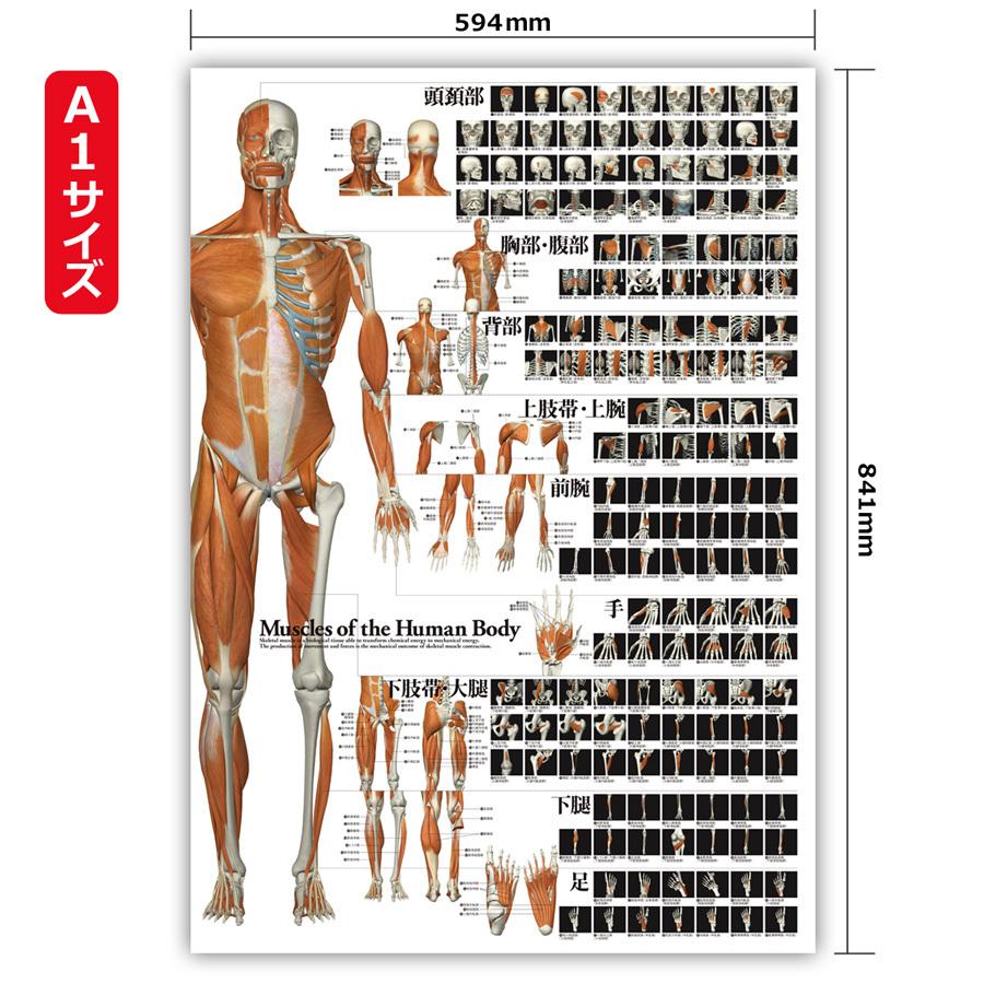 全身の骨格筋 特大筋肉ポスター　A1サイズ｜muscle