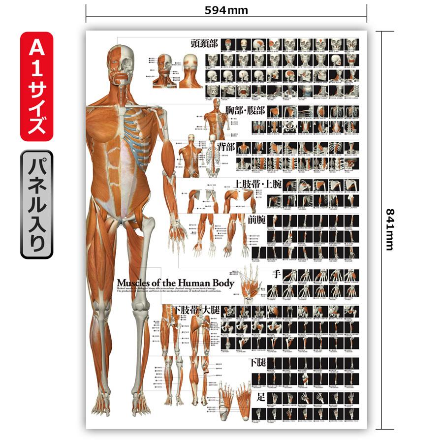 全身の骨格筋 特大筋肉ポスター（パネル入り）　A1サイズ