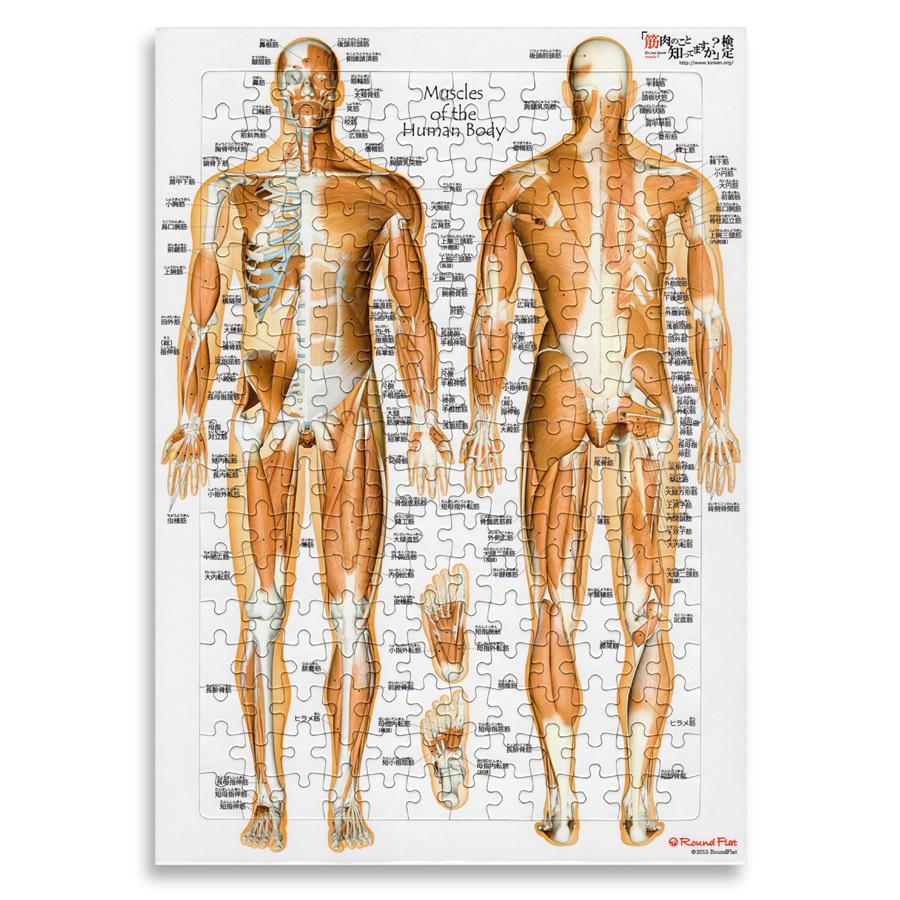 全身の筋肉 日本語名称付 筋肉ジグソーパズル B4サイズ Rf G02 マッスルストア 通販 Yahoo ショッピング