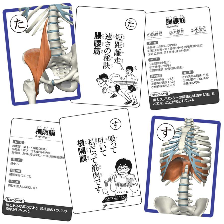 セットでお得 10 Off 筋肉 骨 脳と内臓 解剖学かるた３点セット 割引前単品合計税込価格5 940円 Rs 043 マッスルストア 通販 Yahoo ショッピング