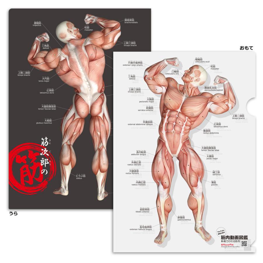 筋次郎コレクション１DX　クリアファイル５枚セット｜muscle｜02