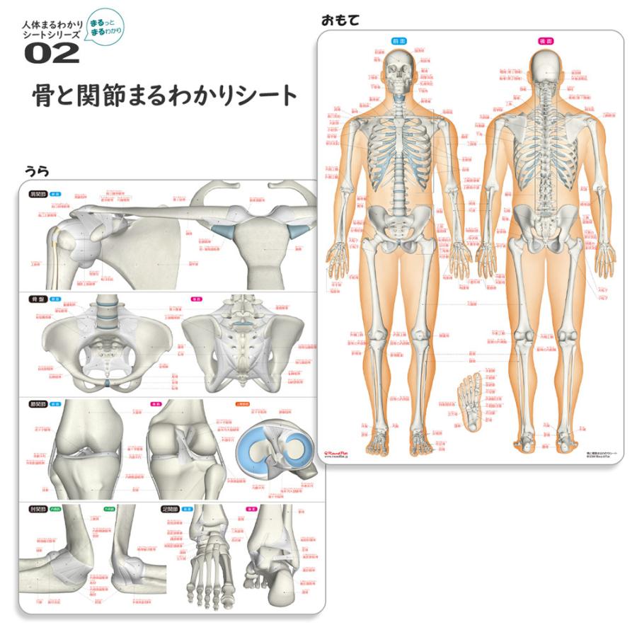 筋肉＆骨と関節＆脳＆内臓　人体まるわかりシート４枚セット【ふりがな付き】｜muscle｜03