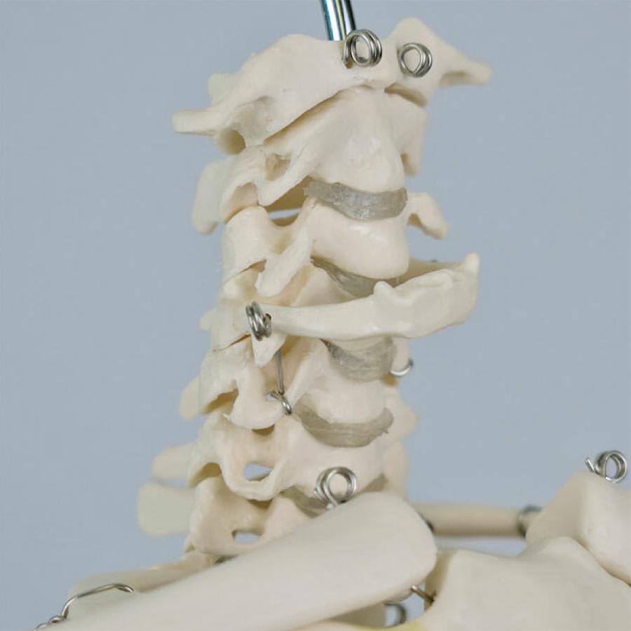 ショーティー・1/2縮尺型全身骨格モデル，直立型スタンド仕様 骨 骨格