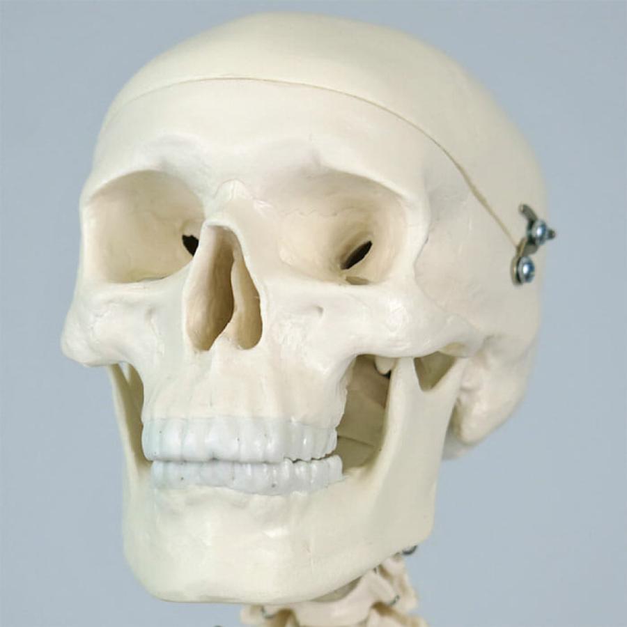 ショーティ 1/2縮尺人体骨格モデル a18-6-900x900.jpg