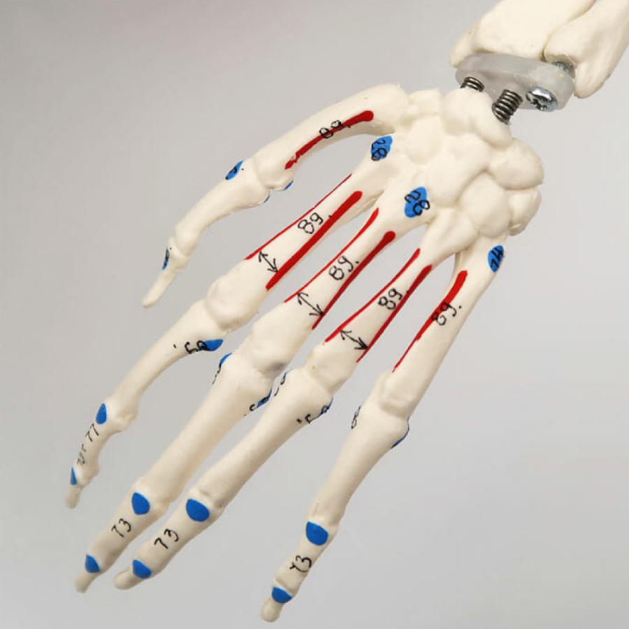 ショーティー・1/2縮尺型全身骨格モデル，筋・起始／停止色表示型，直立型スタンド仕様 骨 骨格 人体模型｜muscle｜04