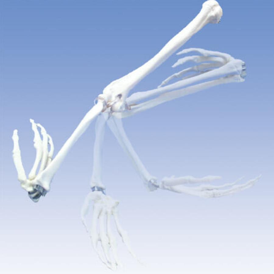 小型全身骨格模型 ショーティー・1/2縮尺型全身骨格モデル　筋・起始停止色表示 小型全身骨格模型 ショーティー・1/2縮尺型全身骨格モデル 筋・起始