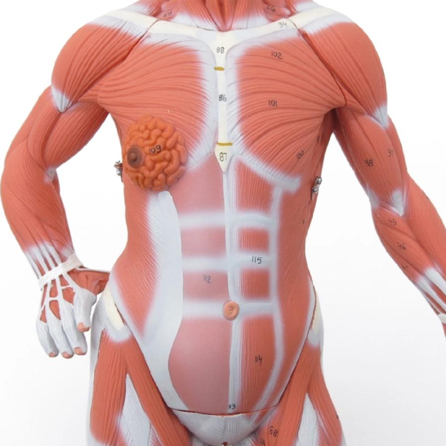 筋肉解剖,1/4倍大・2分解モデル,無性骨 骨格 人体模型 : 筋肉 筋肉解剖,1/4倍大・2分解モデル,無性骨 骨格 人体模型 : 筋肉