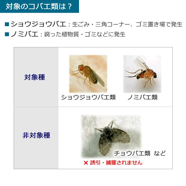 捕獲力2.5倍に フマキラー コバエ超激取れキューブ 飛んでる 虫 捕獲力2.5倍に フマキラー コバエ超激取れキューブ 飛んでる 虫