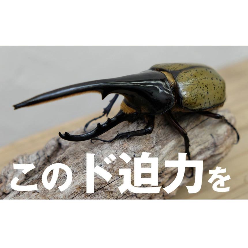 ヘラクレス　幼虫 オス3 メス2 ケルブスミヤマ 1ペア ヘラクレスオオカブト （ヘラクレスヘラクレス）3令中期幼虫