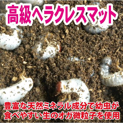 幼虫 昆虫 ヘラクレスヘラクレス2令幼虫 2頭+マットのセット : むしや