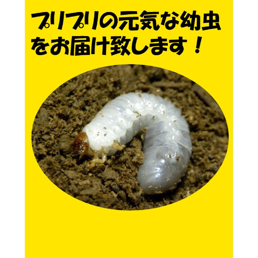 ヘラクレス幼虫　2、3令幼虫　30頭セット ヘラクレスオオカブト 3令 幼虫 ♂♀ ペア + ラクぼっくすワイド