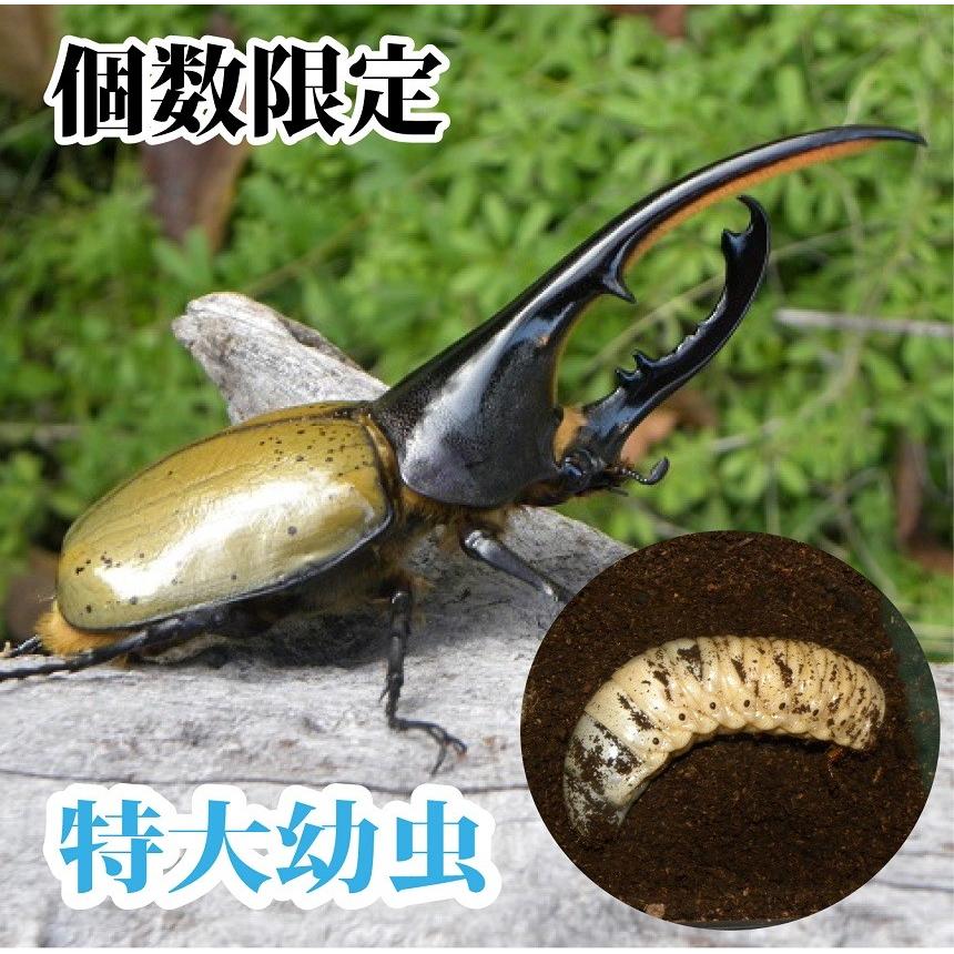 ヘラクレス カブトムシ 成虫 3匹セット