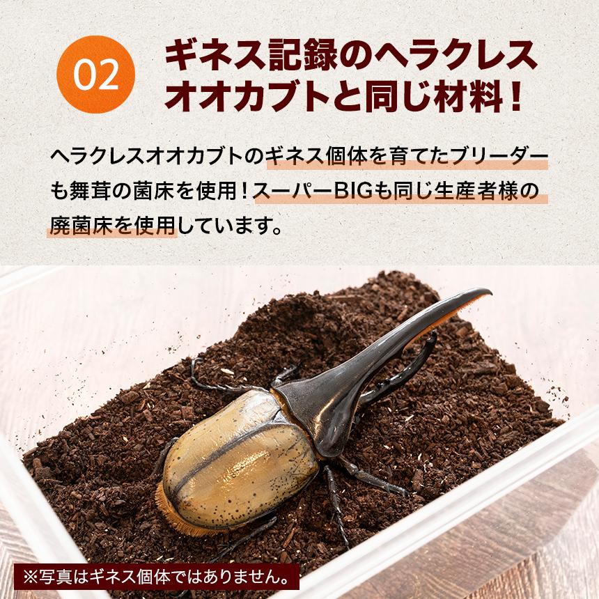 高カロリー!廃菌床発酵カブトムシ マット「BIG」10リットル 1袋 高カロリー!廃菌床発酵カブトムシ マット「BIG」10リットル 1袋