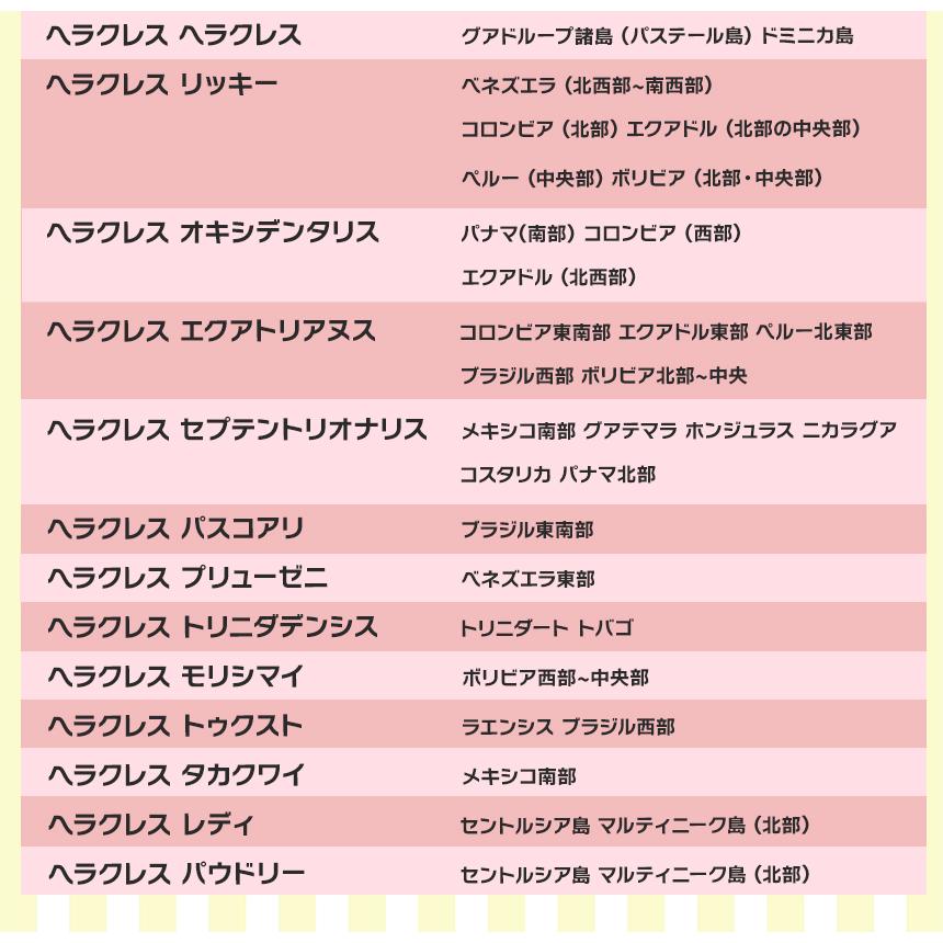 ヘラクレスオオカブト成虫 オス B級品 120〜129ミリ ヘラクレス 
