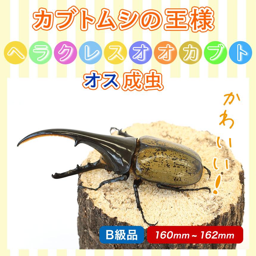 ヘラクレスオオカブト成虫 オス B級品 160〜162ミリ（ヘラクレス