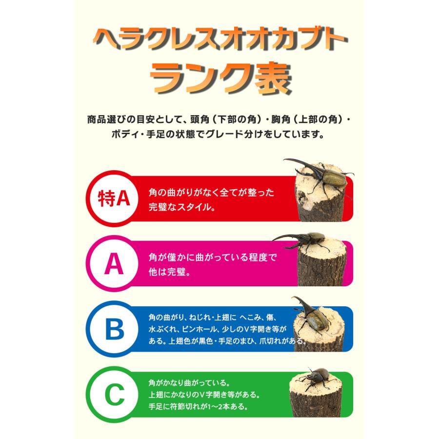 ヘラクレスオオカブト成虫 オス 特A級品 157〜159ミリ ヘラクレスヘラクレス  外国産 カブトムシ 昆虫 生体 ペット プレゼントにの画像