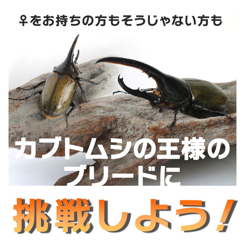 ヘラクレスオオカブト成虫 オス 100 109ミリ ヘラクレスヘラクレス 外国産 カブトムシ 昆虫 生体 ペット プレゼントに Dhh100 109 むしや本舗 ヤフー店 通販 Yahoo ショッピング