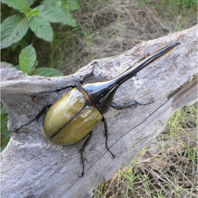 最安 ヘラクレスオオカブト成虫 オス 135 139ミリ ヘラクレスヘラクレス 外国産 カブトムシ 昆虫 生体 ペット プレゼントに 高速配送 Www Gettoknowmontco Com