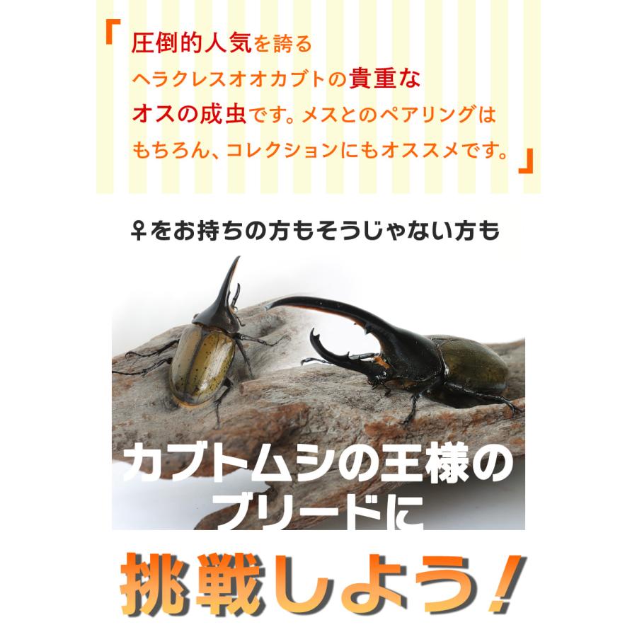 ヘラクレスオオカブト成虫 オス A級品 140〜143ミリ ヘラクレス