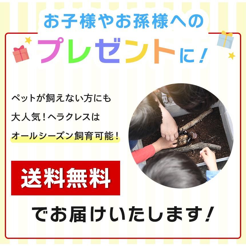 ヘラクレスオオカブト成虫 オス A級品 144〜146ミリ ヘラクレス
