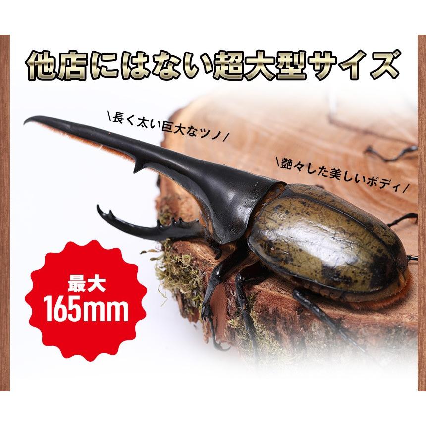 大型 ヘラクレスオオカブト成虫 オス 150 152ミリ ヘラクレスヘラクレス 外国産 カブトムシ 昆虫 生体 ペット プレゼントに Dhh150 152 むしや本舗 ヤフー店 通販 Yahoo ショッピング