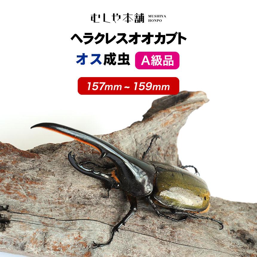 超大型 ヘラクレスオオカブト成虫 オス 昆虫用品 157 159ミリ ヘラクレスヘラクレス 外国産 カブトムシ 超大型 ヘラクレスオオカブト成虫 昆虫 ペット ヤフー店 プレゼントに カブトムシ 生体 むしや本舗 Dhh157 159 保証価格の譲歩