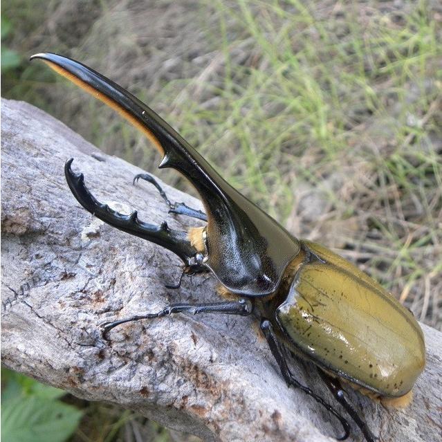 超大型 ヘラクレスオオカブト成虫 オス 163 165ミリ ヘラクレスヘラクレス 外国産 カブトムシ 昆虫 生体 ペット プレゼントに Dhh163 165 むしや本舗 ヤフー店 通販 Yahoo ショッピング