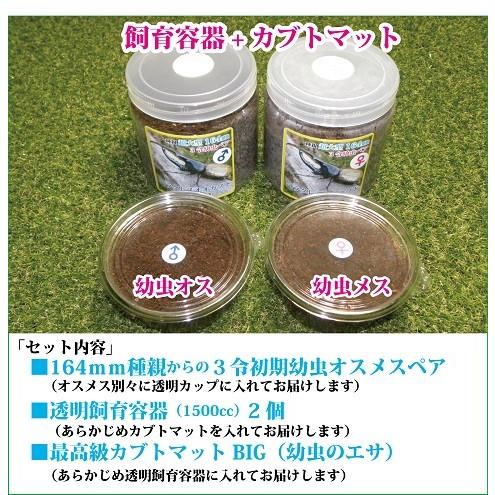 ヘラクレスオオカブト（飼育容器・餌付き） sd1_d29fde48392565899dd2308a6e